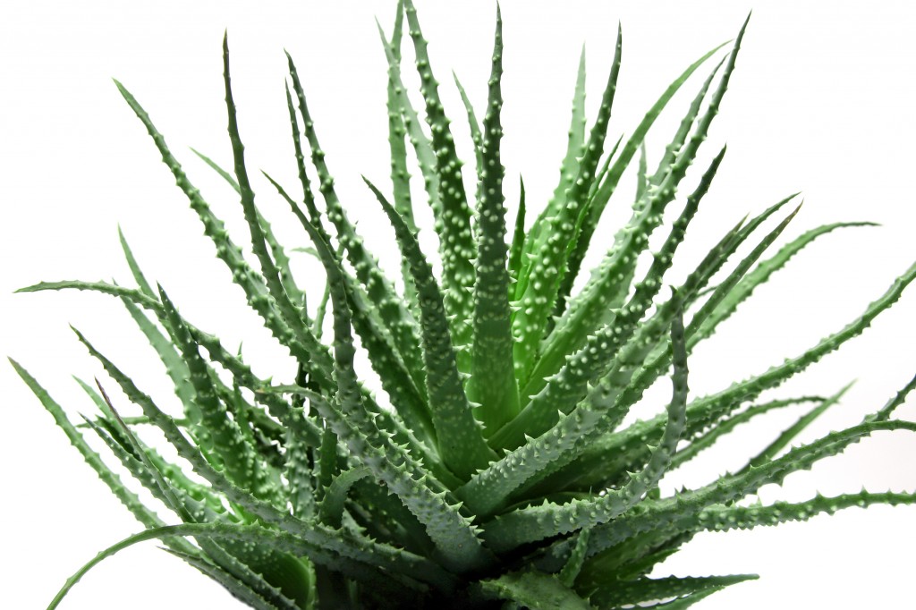 Aloe succulenta