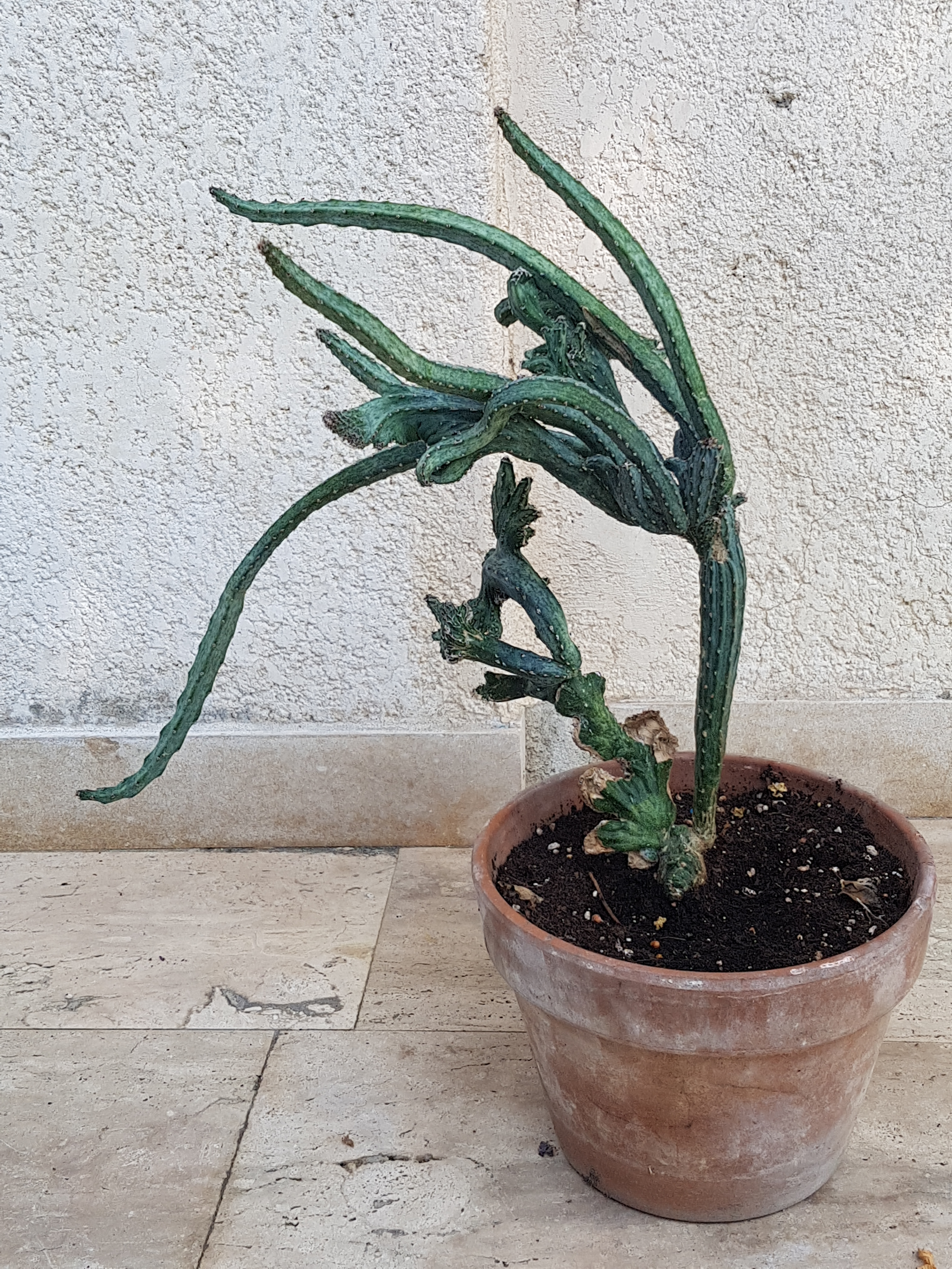 Cactus-Cereus.jpg