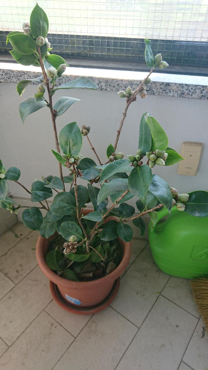 Camelia-2.JPG