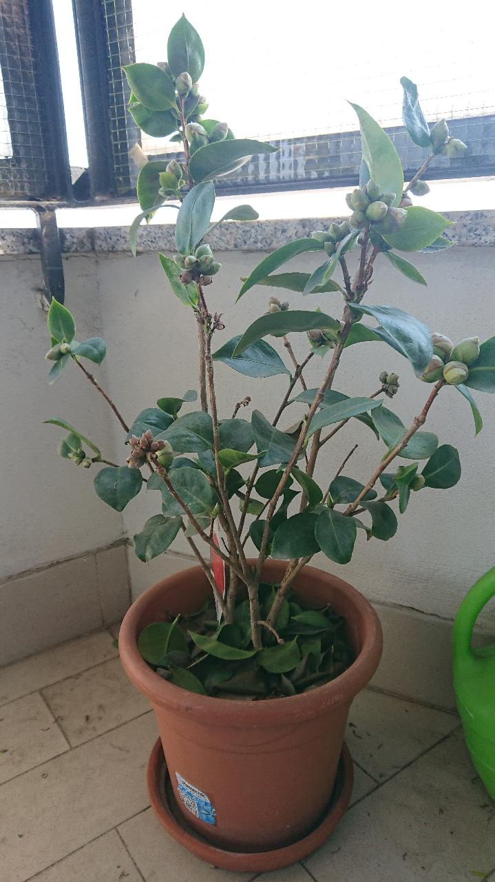Camelia-1.JPG