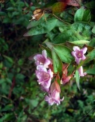 Abelia foglie ovali