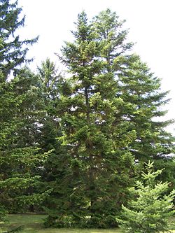 Abete Bianco Abies Alba