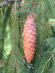 Abete rosso coni pedenti