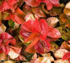 Acafalia foglie colori intensi