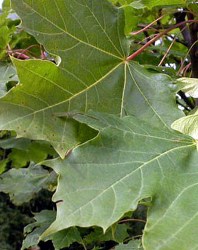 Acero Alpino foglie lobate