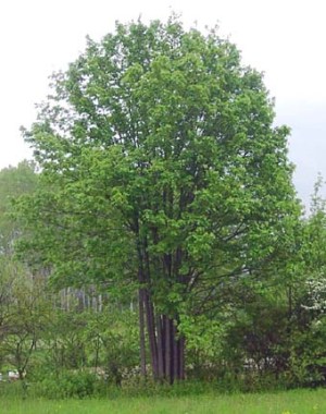 Acer Opulifolium