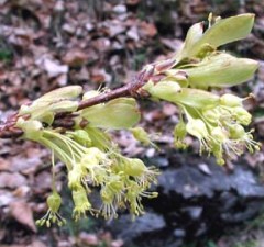 Acero alpino fiori ermafroditi
