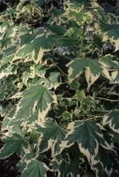 Acero da fiore foglie screziate