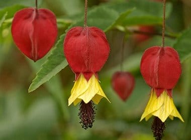 Acero da fiore Abutilon Hybridum