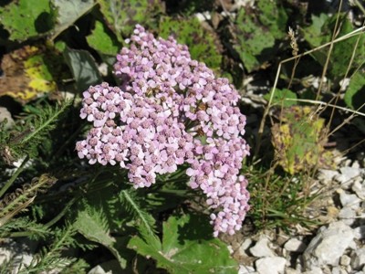 Achillea Millefoglie Asteraceae