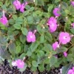 Achimene fusti flessibili