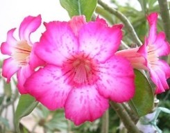 Adenium fiori 5 petali
