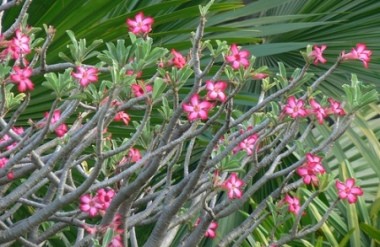 Adenium Adenium Obesum