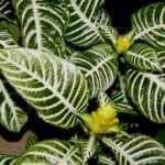 Afelandra foglie ovali