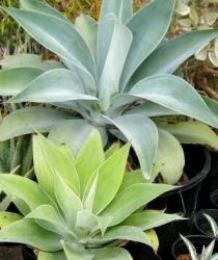 Agave foglie carnose