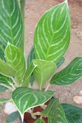 Aglaonema foglie lanceolate