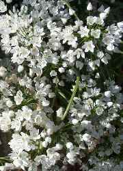 Aglio fiore a sei petali