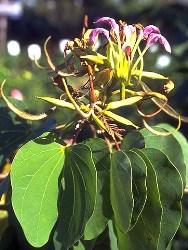 Albero Orchidea infiorescenza a grappolo