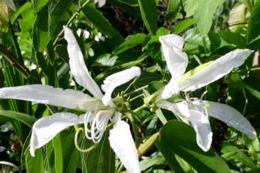 Albero Orchidea Bauhinia corniculata