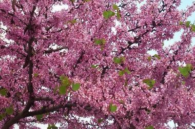 Albero di Giuda Cercis siliquastrum