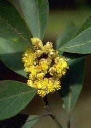 Alloro fiore Alloro fiori ermafroditi