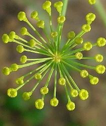 Aneto fiori piccolissimi