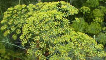 Aneto Anethum Graveolens