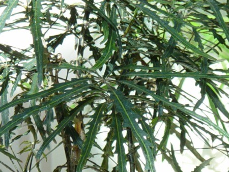 araliaceae