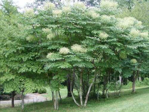 Aralia Araliaceae