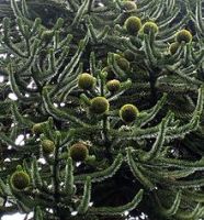 Araucaria foglie appuntite