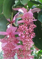 Ardisia infiorescenza a pannocchia