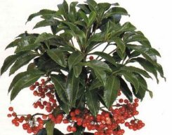 Ardisia foglie cuoiose