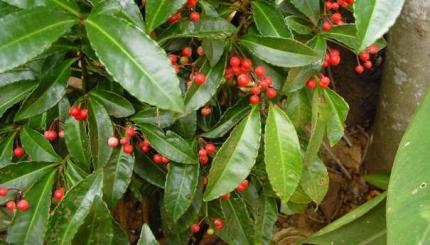 Ardisia Crenata