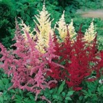 Astilbe Saxifragaceae