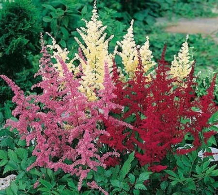 Astilbe Saxifragaceae