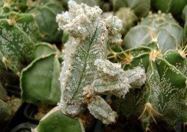 Astrophytum Dettaglio di un Astrophytum Myriostigma con fusto coperto da macchie bianche di pruina