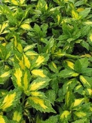 Aucuba foglie screziate