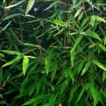 Bambù foglie lanceolate