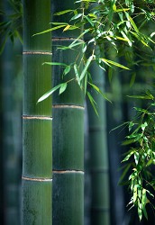 Bambù fusto flessibile