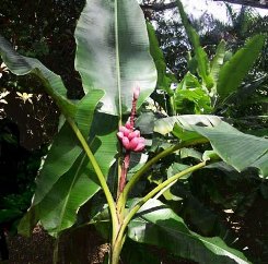 Banana Rosa foglie cerose