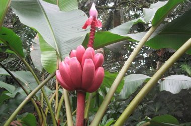 Banana Rosa Musa Velutina