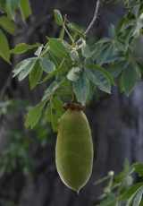 Baobab frutto Baobab frutto nutriente