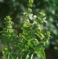 Basilico fiore profumato