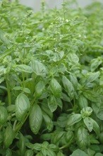 Basilico foglie ovali