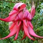 Becco di pappagallo fiori scarlatti