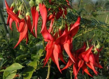 Becco di pappagallo Clianthus puniceus