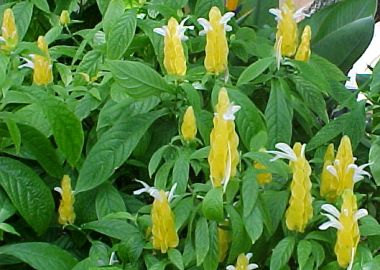 Beloperone Acantaceae