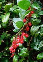 Berberidopsis corallina fiori penduli