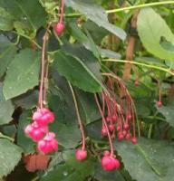 Berberidopsis corallina foglie margine frastagliato