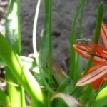 Bessera foglie sottili